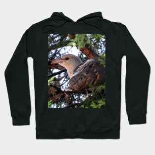 Channel-billed Cuckoo Hoodie